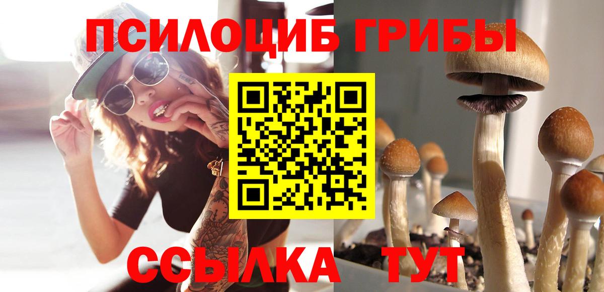 Псилоцибиновые грибы Cubensis Кировск